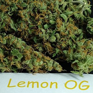 Lemon OG