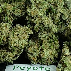 Peyote Critical