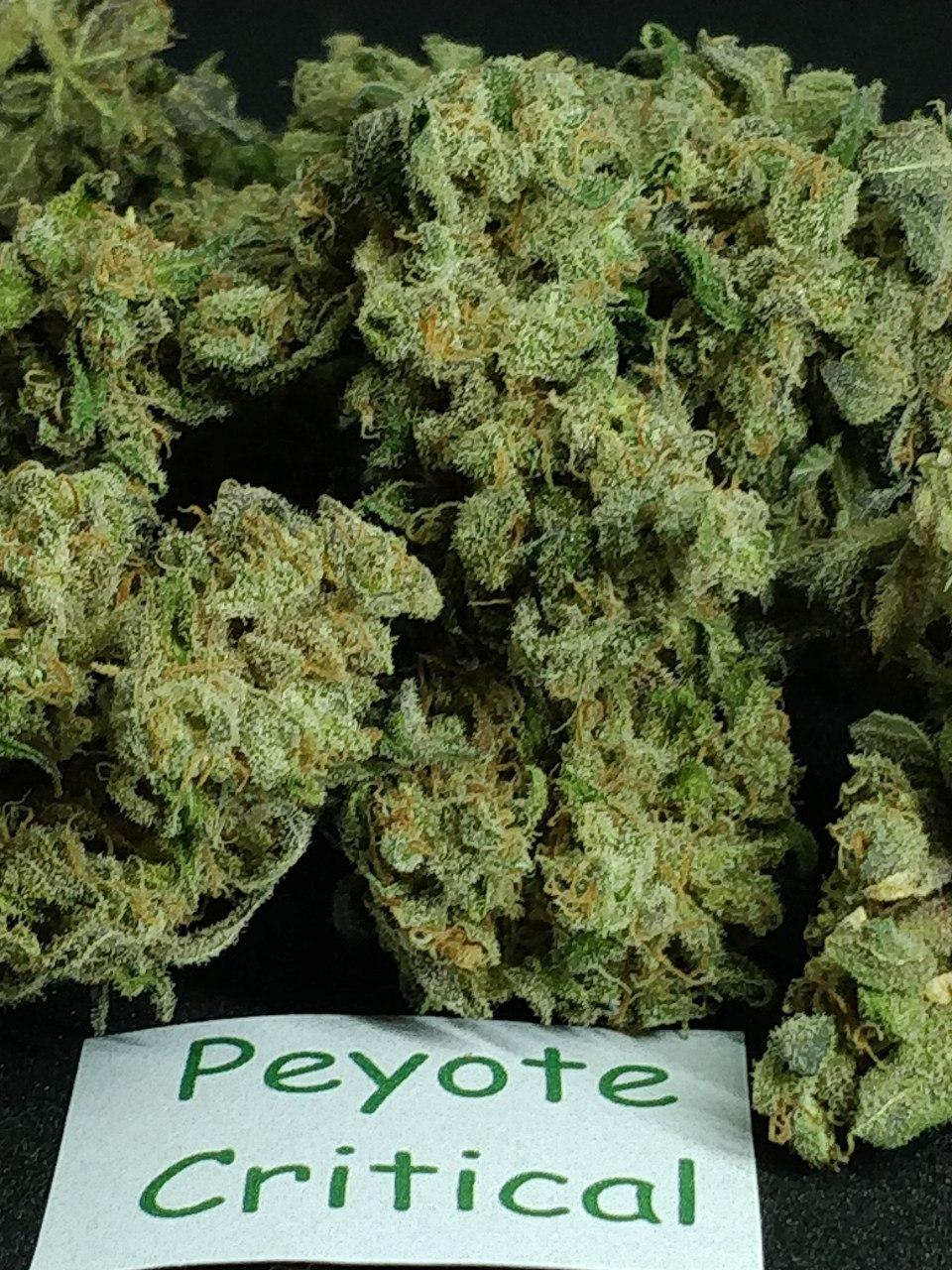 Peyote Critical