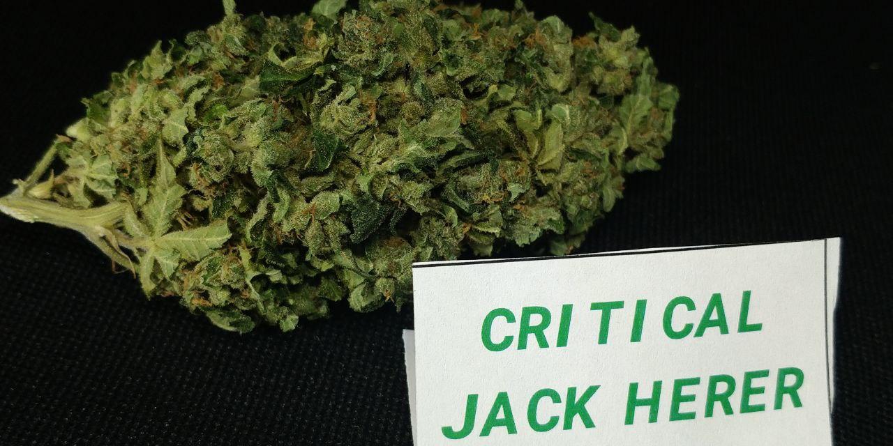 Critical Jack Herer